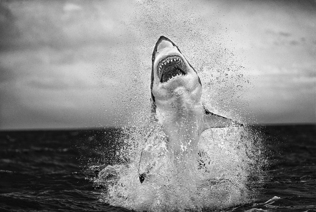 California Great White Shark Breach Sparks 4 Shocking Realities Behind Monterey Bay Waters illustrating california great white shark breach