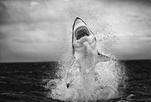 California Great White Shark Breach Sparks 4 Shocking Realities Behind Monterey Bay Waters illustrating california great white shark breach