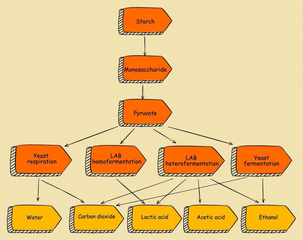 Detailed breakdown illustrating why sourdough fermentation mechanics matters