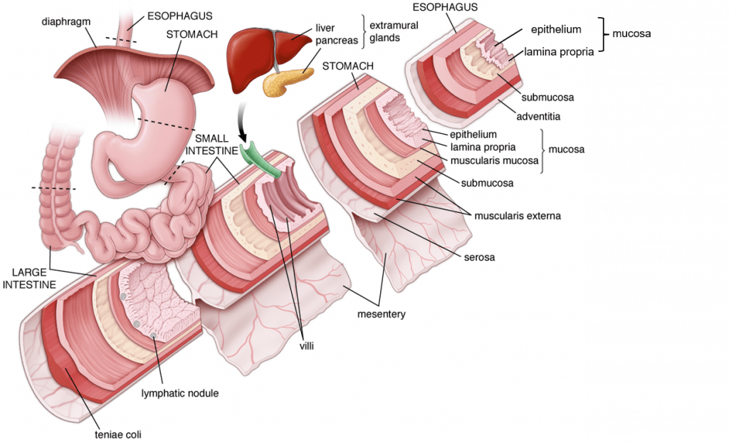 Detailed analysis view examining eden koo ibs study acg